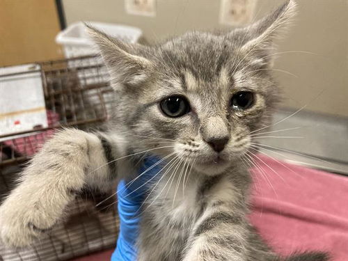 picture of the cat needing adoption