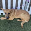 adoptable Dog in Modesto, CA named *PATSY