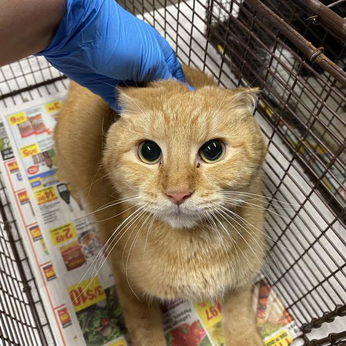 picture of the cat needing adoption