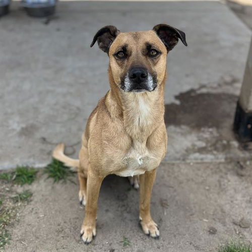picture of the dog needing adoption