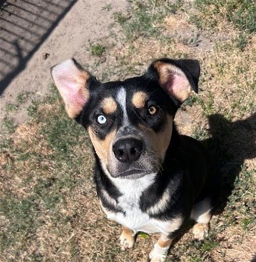 picture of the dog needing adoption