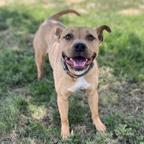 picture of the dog needing adoption