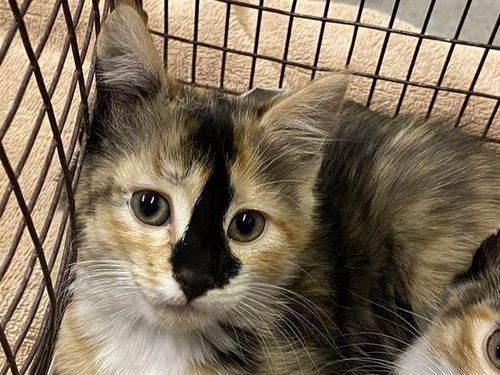 picture of the cat needing adoption