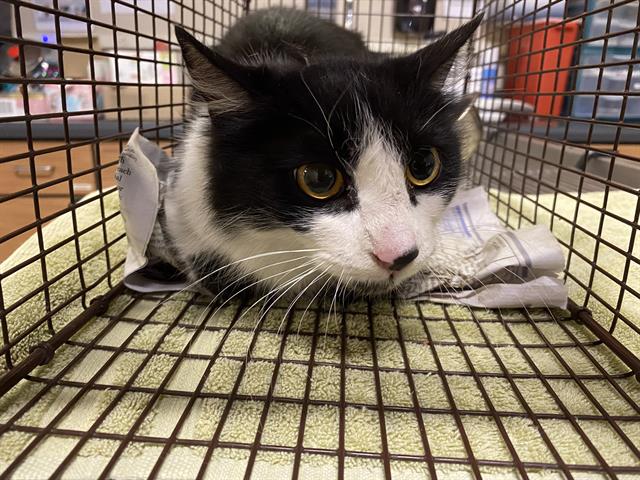 adoptable Cat in Modesto, CA named *KATYDID