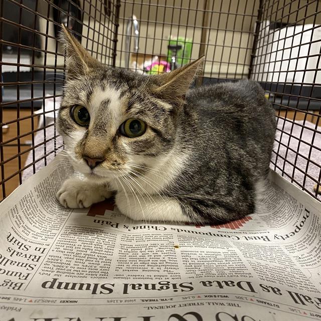 adoptable Cat in Modesto, CA named *SHAY