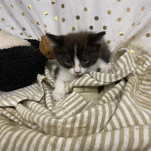 adoptable Cat in Modesto, CA named *GRETEL