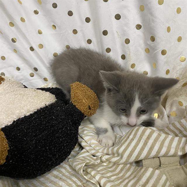 adoptable Cat in Modesto, CA named *HANSEL