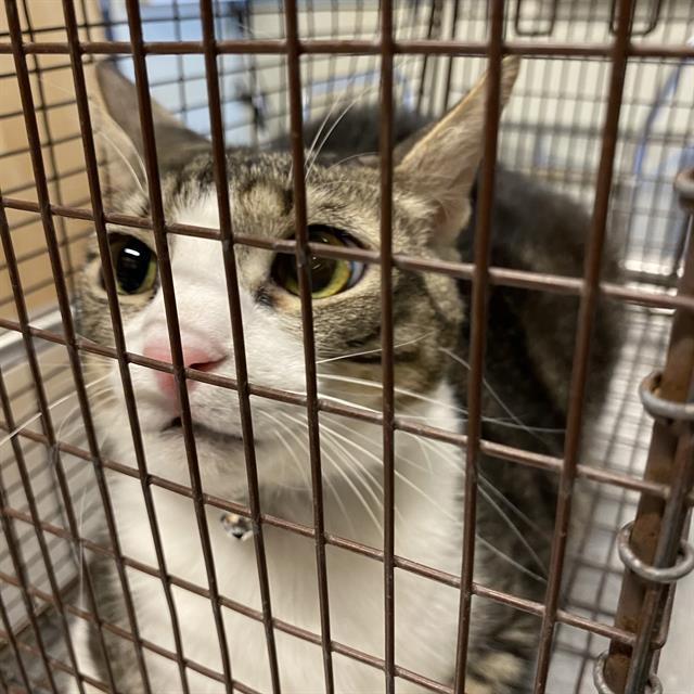 adoptable Cat in Modesto, CA named ODA