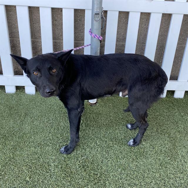 adoptable Dog in Modesto, CA named *LOUIE