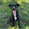 adoptable Dog in  named *ODIN