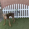 adoptable Dog in  named *JONES