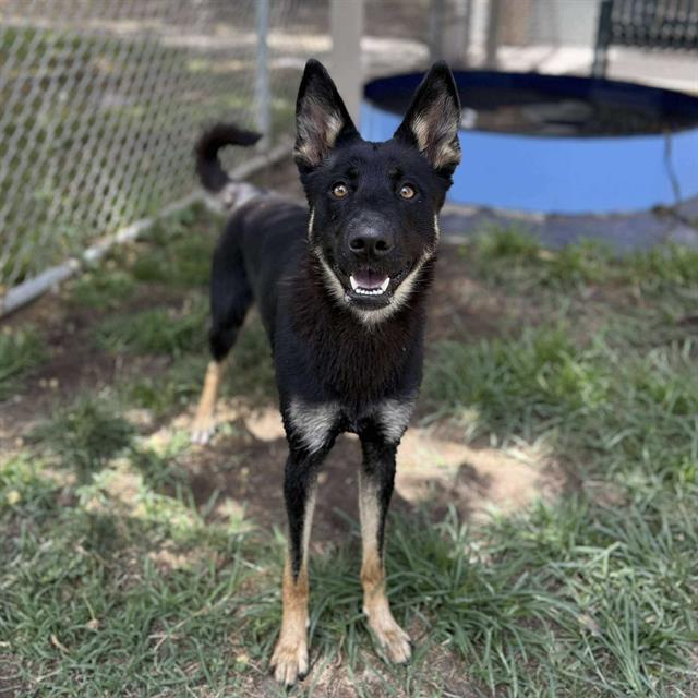 adoptable Dog in Modesto, CA named *LOCKET
