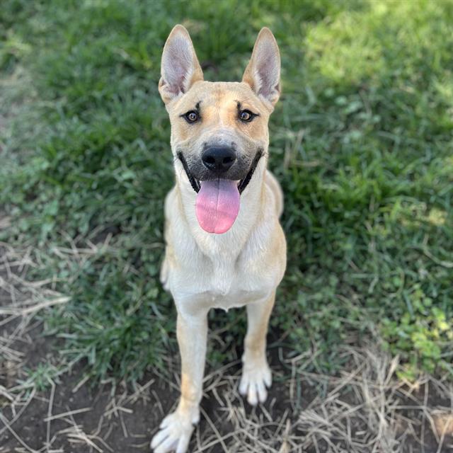 adoptable Dog in Modesto, CA named *DAVIS