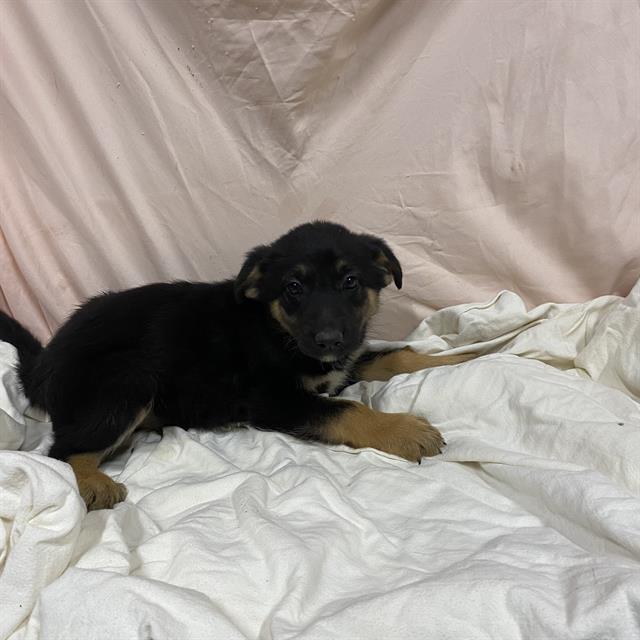 adoptable Dog in Modesto, CA named *ASPEN