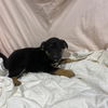adoptable Dog in  named *ASPEN