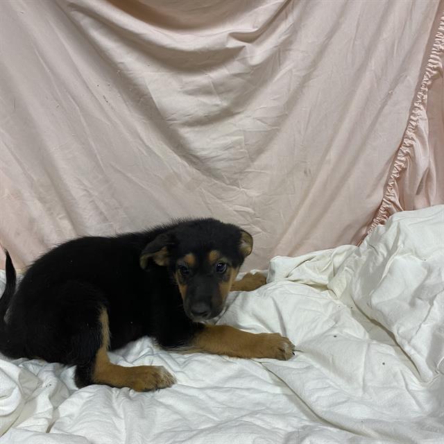 adoptable Dog in Modesto, CA named *ACORN