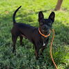 adoptable Dog in  named *AXL