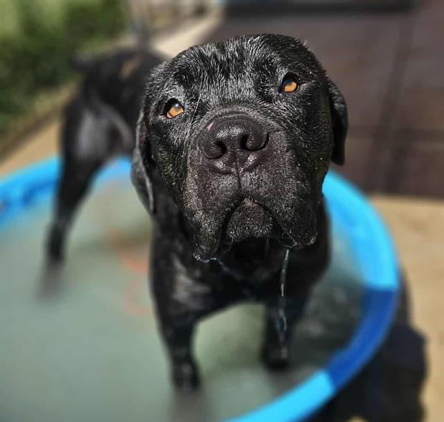 adoptable Dog in Modesto, CA named *TOSH