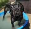 adoptable Dog in  named *TOSH