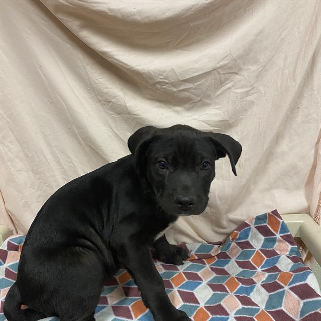adoptable Dog in Modesto, CA named *CLUTCH