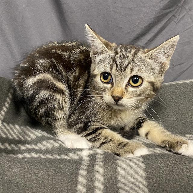 adoptable Cat in Modesto, CA named *PEBBLES