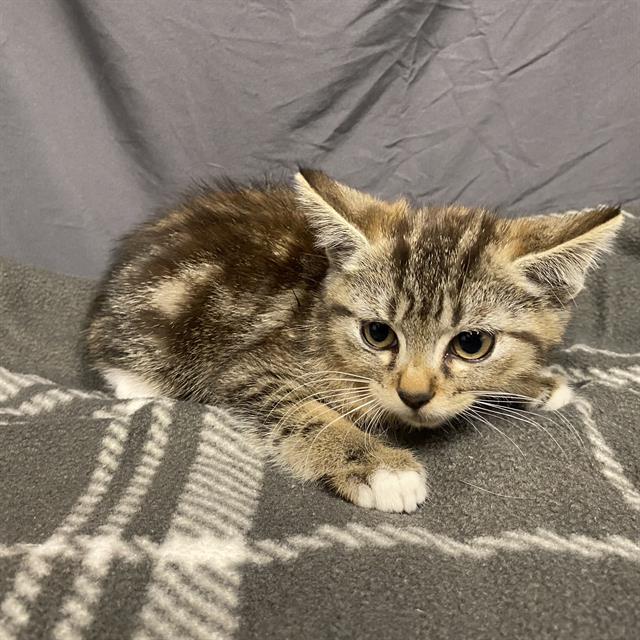 adoptable Cat in Modesto, CA named *BAM BAM