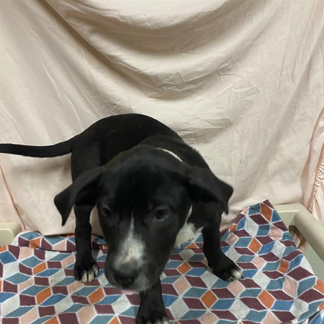 adoptable Dog in Modesto, CA named *STELLA