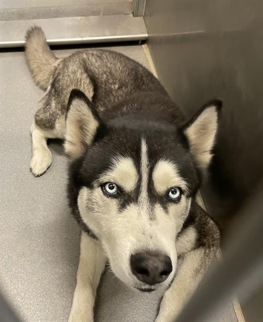 adoptable Dog in Modesto, CA named *BILLIE