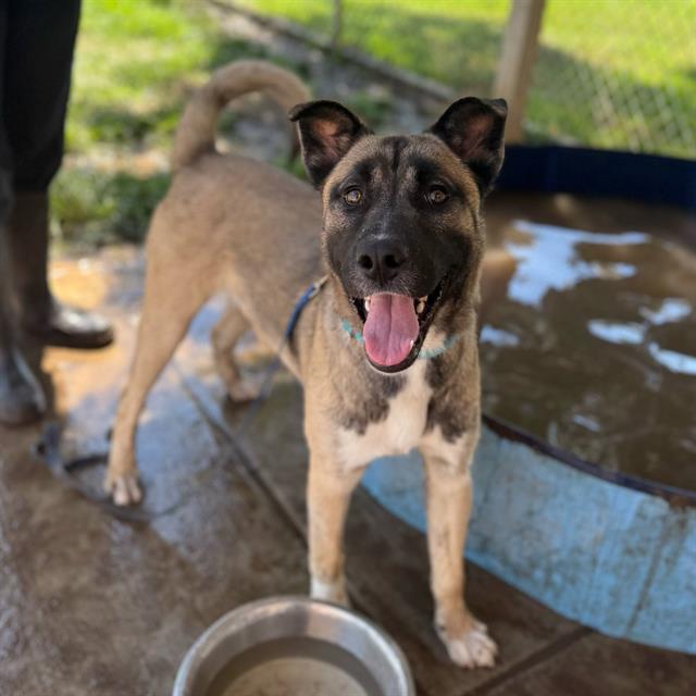 adoptable Dog in Modesto, CA named *RUDOLPH