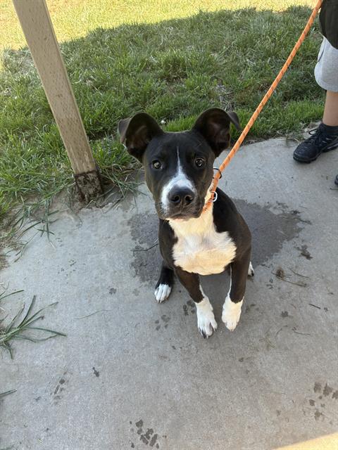 adoptable Dog in Modesto, CA named *KING