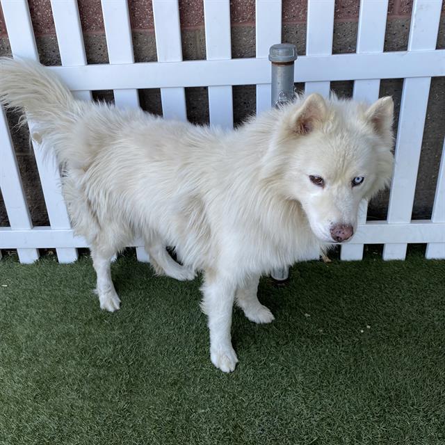 adoptable Dog in Modesto, CA named *COTTON