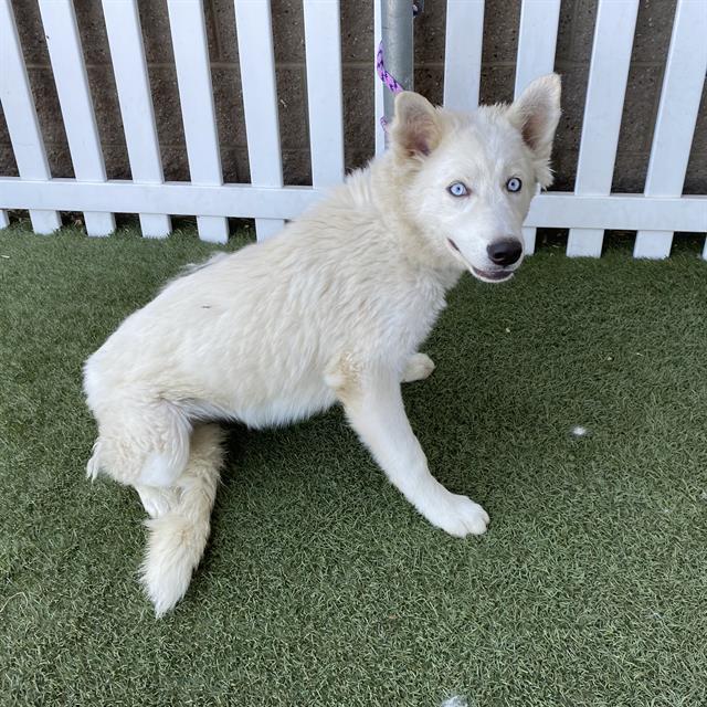 adoptable Dog in Modesto, CA named *PEARL