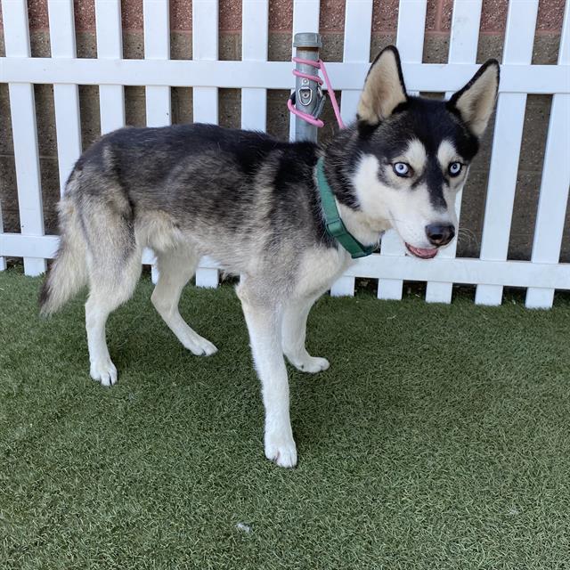 adoptable Dog in Modesto, CA named CHARLIE
