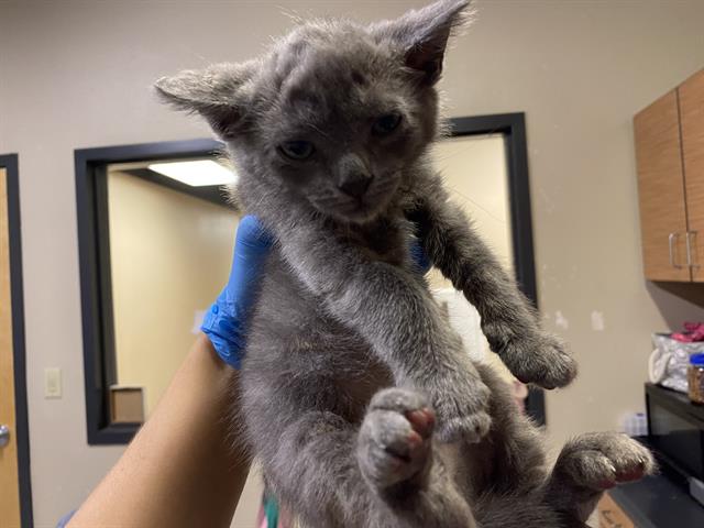 adoptable Cat in Modesto, CA named STERLING