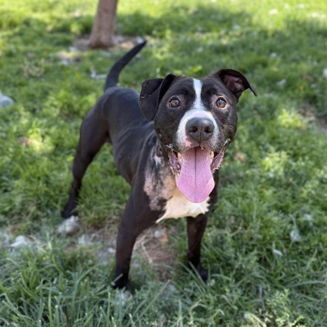 adoptable Dog in Modesto, CA named *CATO