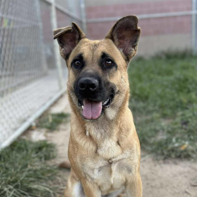 adoptable Dog in Modesto, CA named *MONA