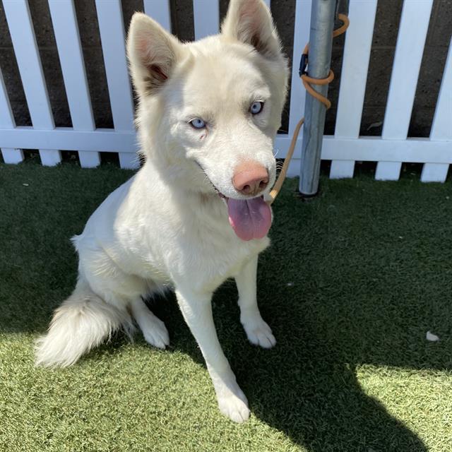 adoptable Dog in Modesto, CA named *BLANCHE