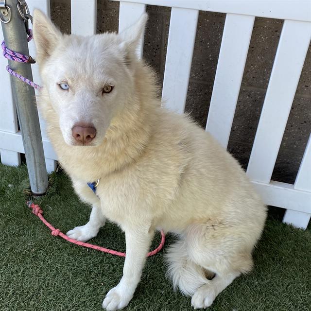 adoptable Dog in Modesto, CA named *DOROTHY