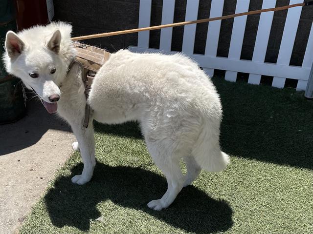 adoptable Dog in Modesto, CA named *BAYMAX