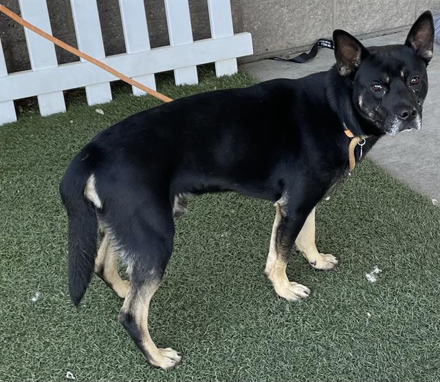 adoptable Dog in Modesto, CA named *ARCHIE