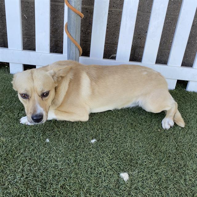 adoptable Dog in Modesto, CA named *ARGO