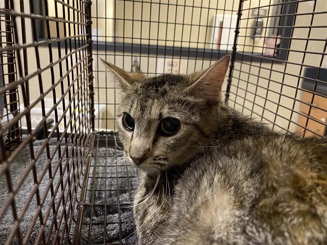 adoptable Cat in Modesto, CA named *CLEO