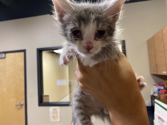 adoptable Cat in Modesto, CA named *ZIGGY