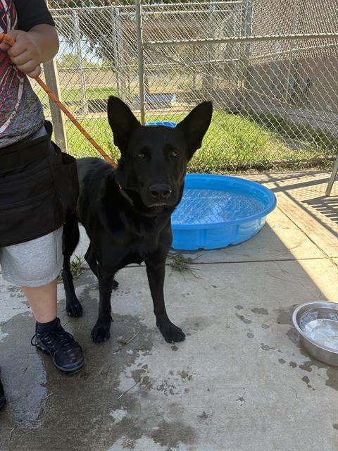 adoptable Dog in Modesto, CA named JUDY