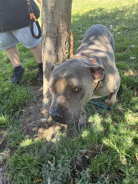 adoptable Dog in Modesto, CA named *KIM
