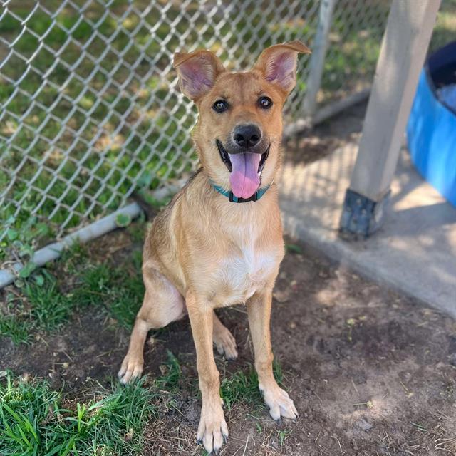 adoptable Dog in Modesto, CA named *INKY