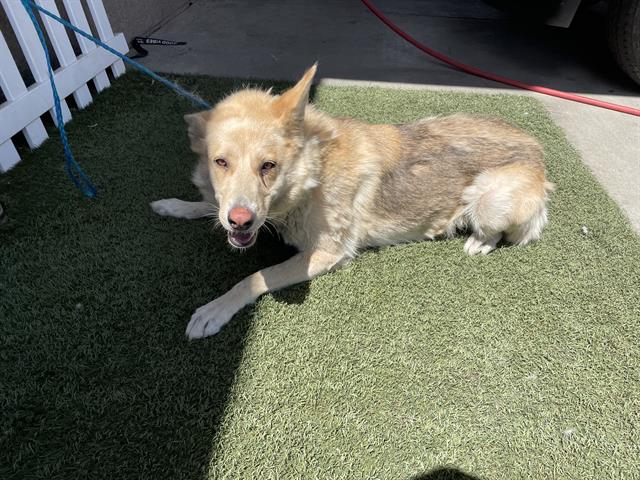 adoptable Dog in Modesto, CA named *SIDNEY