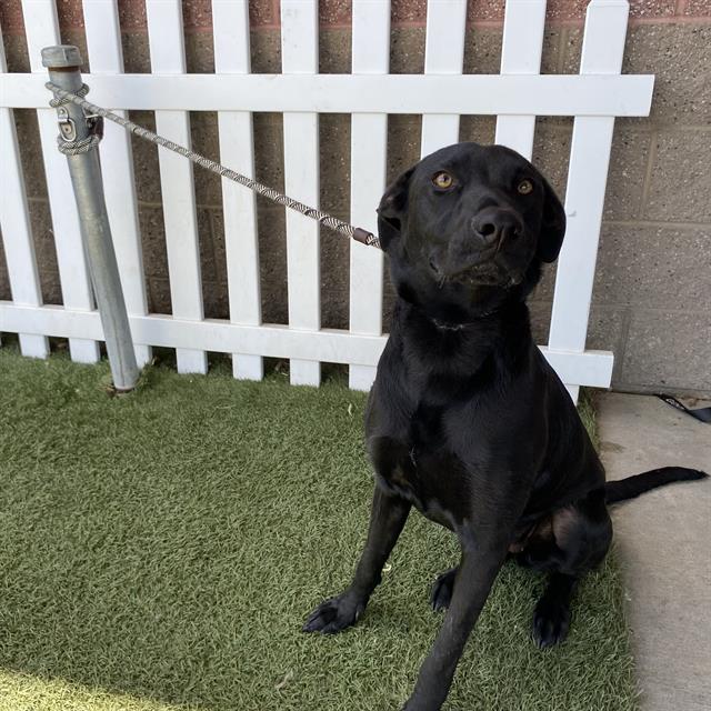 adoptable Dog in Modesto, CA named *MISTY