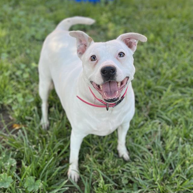 adoptable Dog in Modesto, CA named MOMMAS