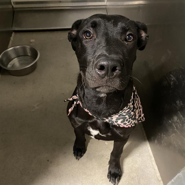 adoptable Dog in Modesto, CA named *ONYX